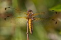 Libellula fulva female